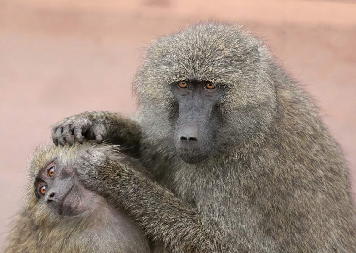 Зелёный павиан Джимми