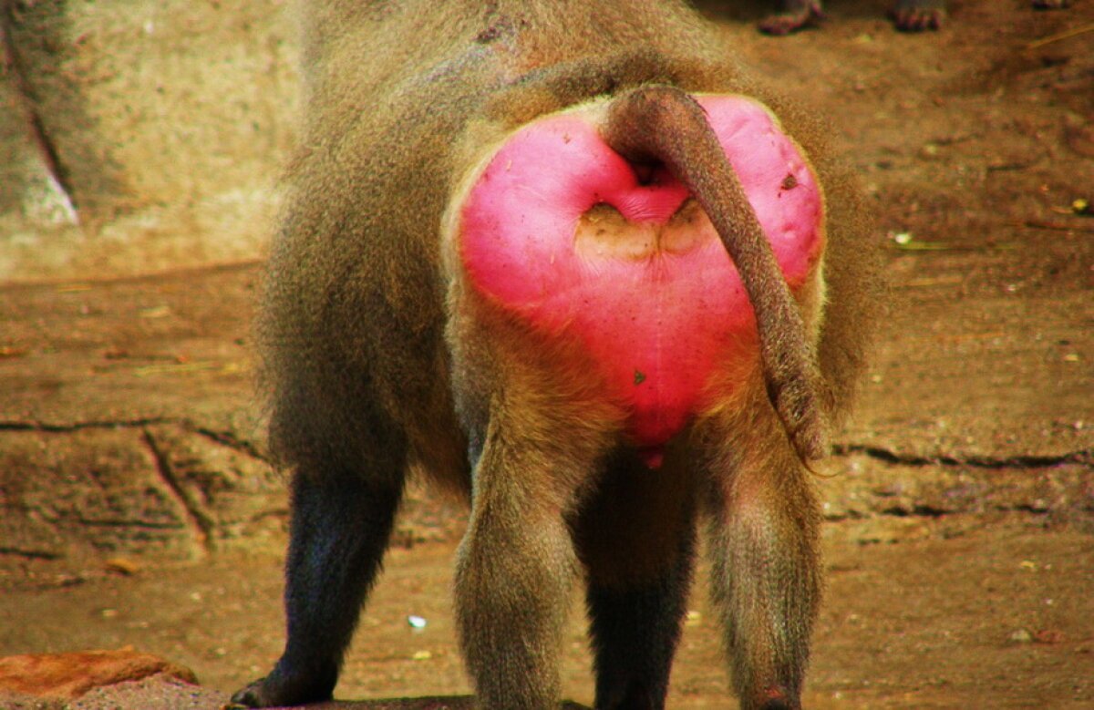 Самка бабуина