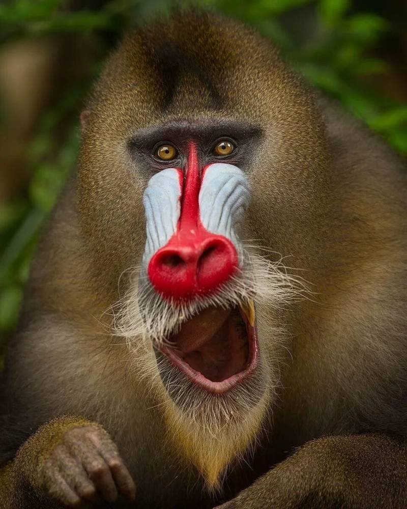 Бабуин павиан Гиббон