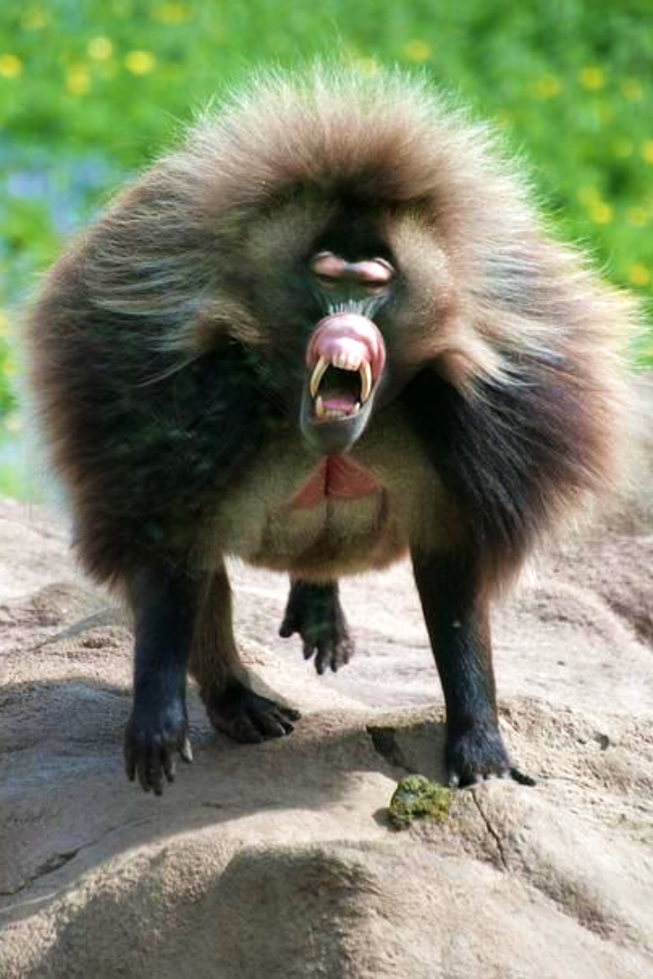 Обезьяна Гелада