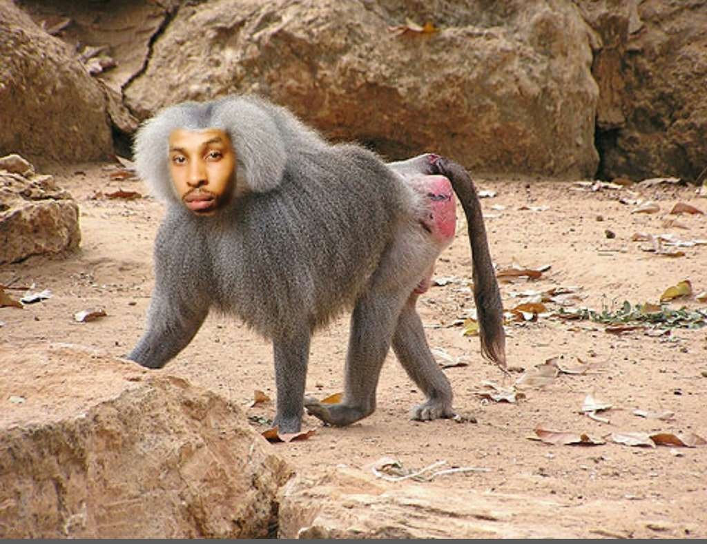 Гамадрил самка