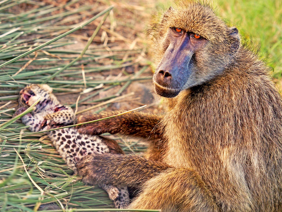 Павиан и леопард