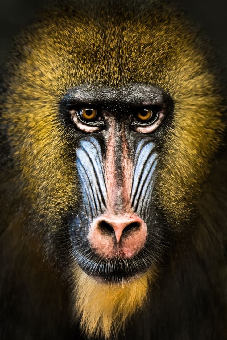 Мандрил глаза