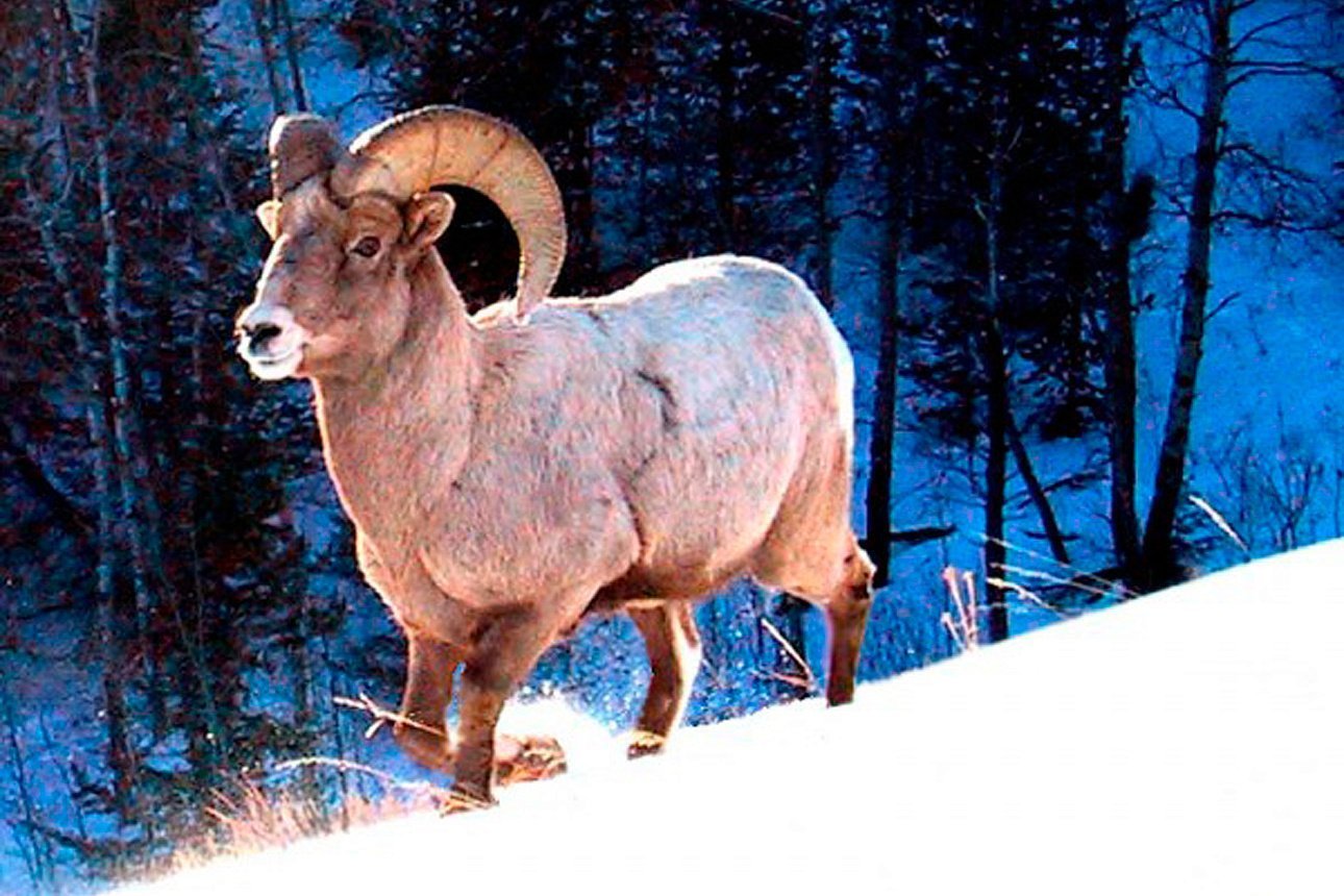 Какие животные есть в якутии. Чубуку горный баран в Якутии. Снежный баран Чубук. Снежный баран Якутии. Снежный баран (Охотский толсторог).