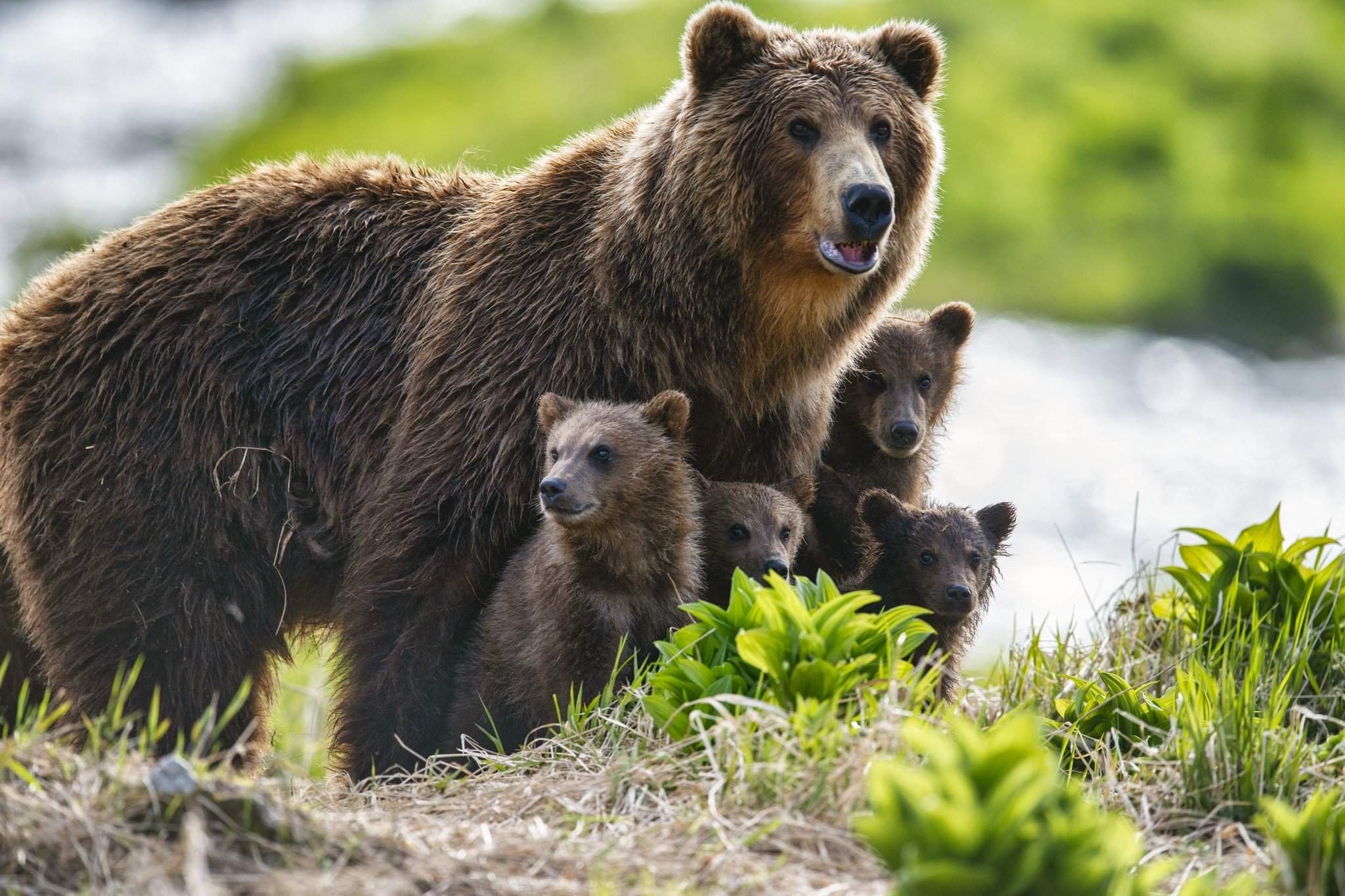 В мире животных 2024. Бурый медведь дальнего Востока. Популяция бурых медведей. Бурый медведь Дальний Восток России.