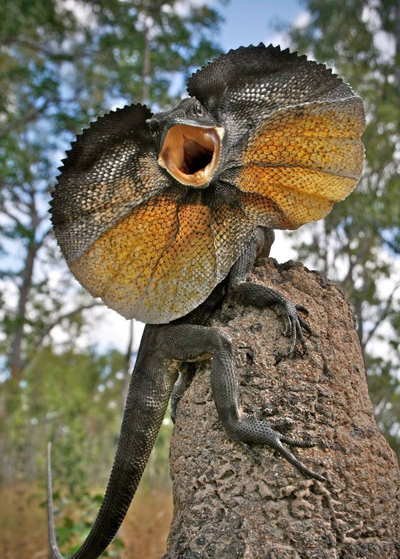 Ящерица агама плащеносная