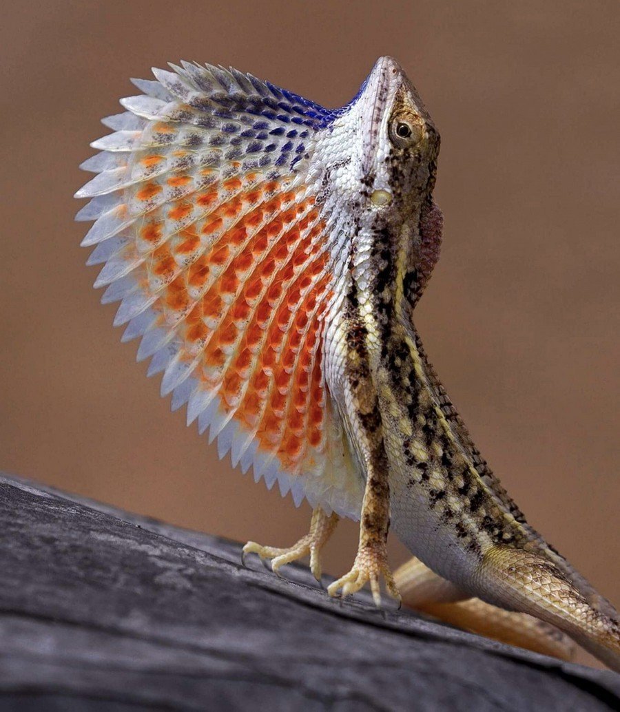 Ящерица агама Ситана