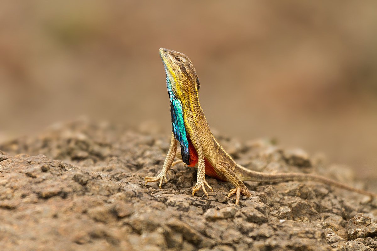 Ящерица Ситана