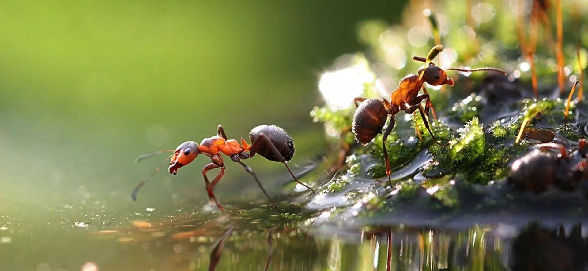 Muravi. Муравей. Муравей картинка. Фон муравьи. Муравьи в муравейнике.