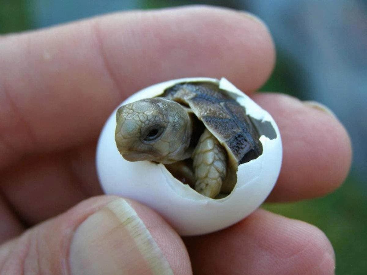 Новорожденная красноухая черепаха