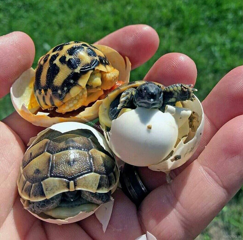 Морская черепаха и Черепашата