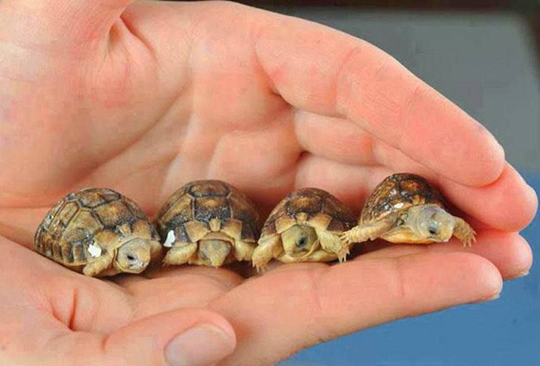 Детеныш среднеазиатской черепахи