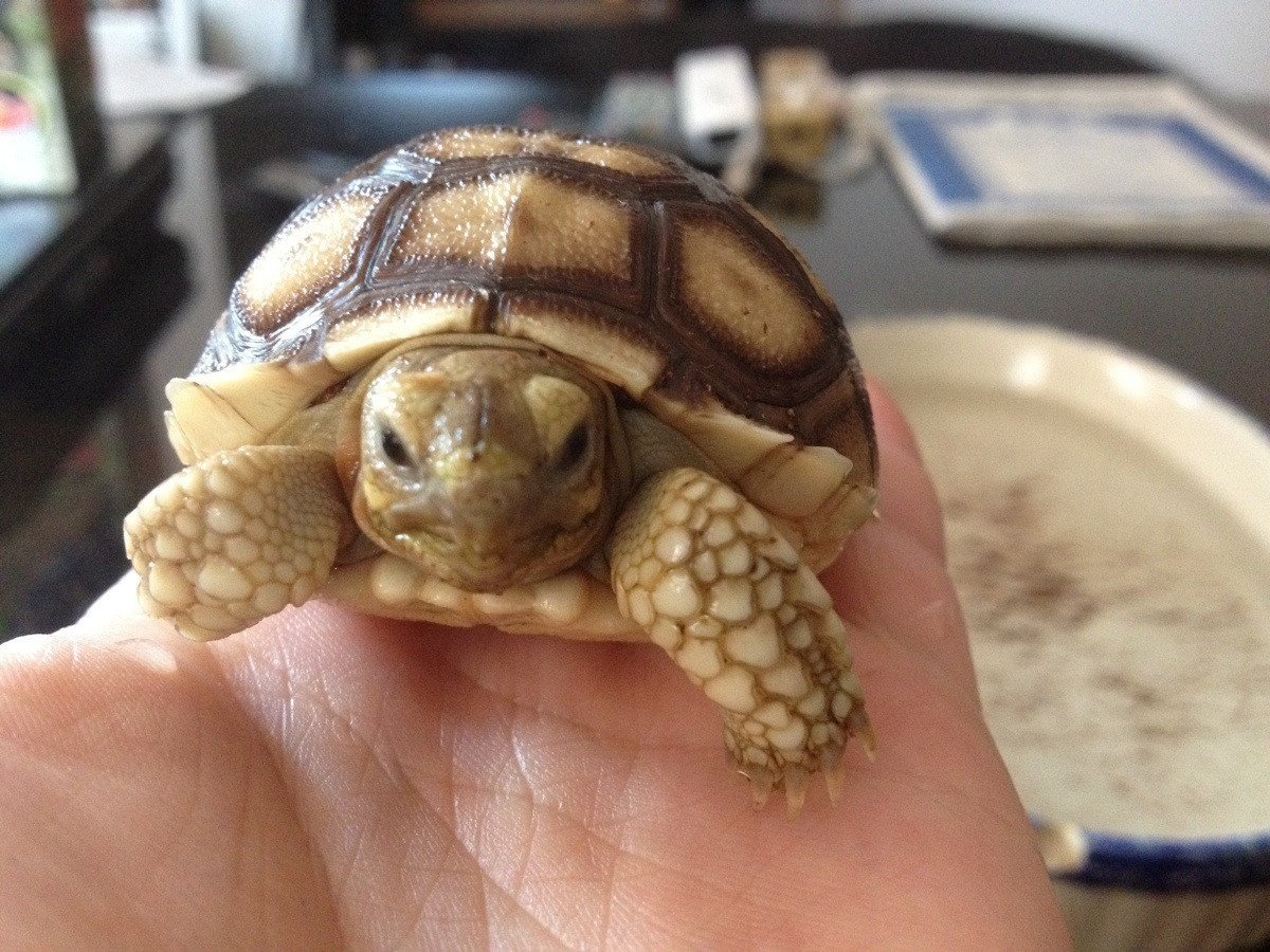 Милая черепашка