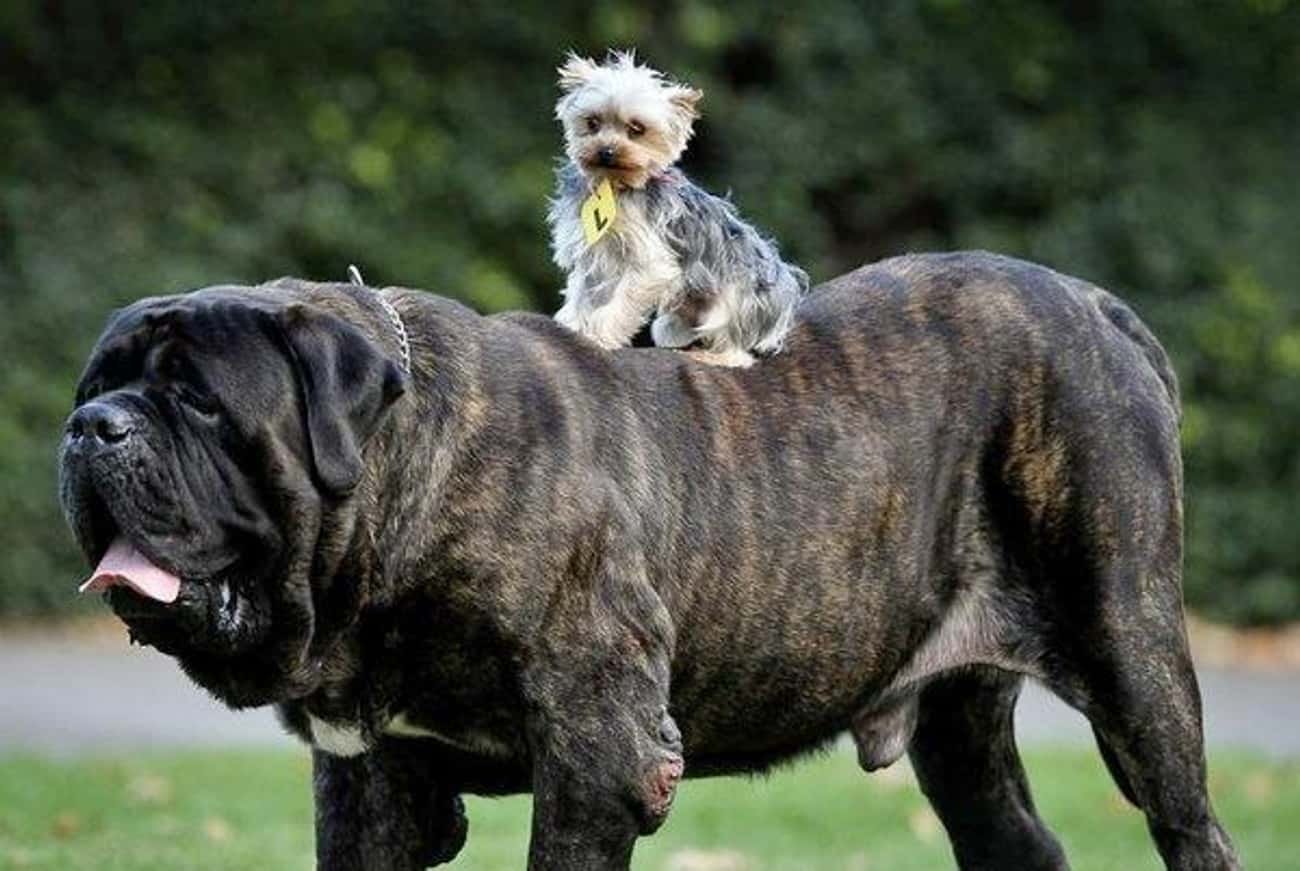 Покажи больших собак. Мастиф Зевс. Собаки большие и маленькие. Большая и маленькая собака. Маленькие крупные и большие собаки.