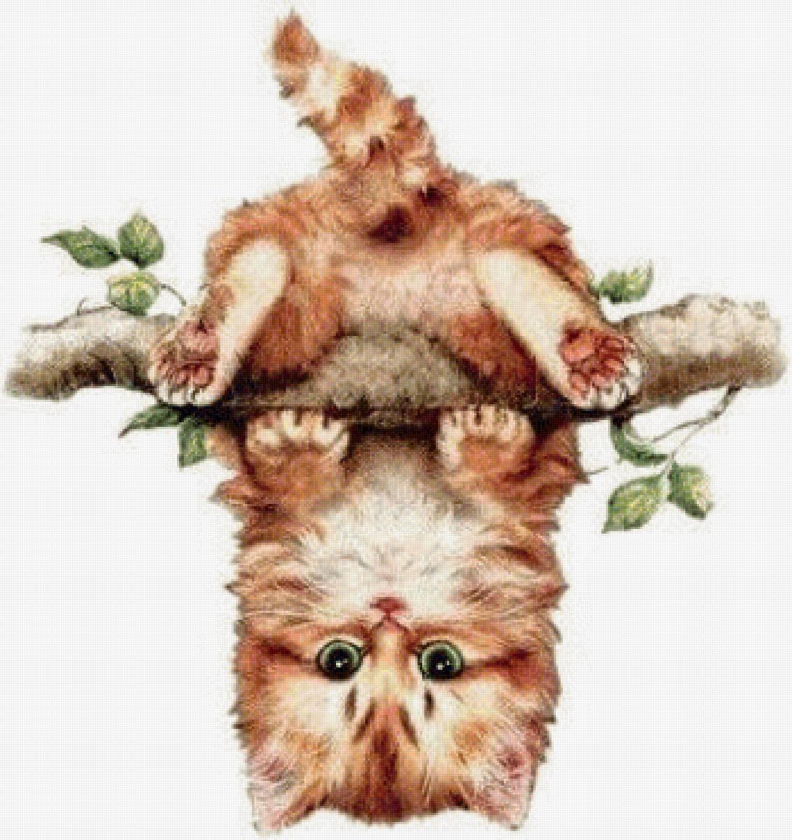 Котенок вверх ногами