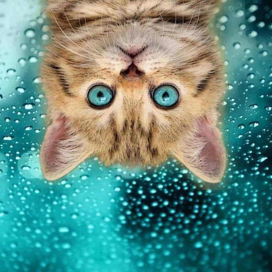 Котик на бирюзовом фоне