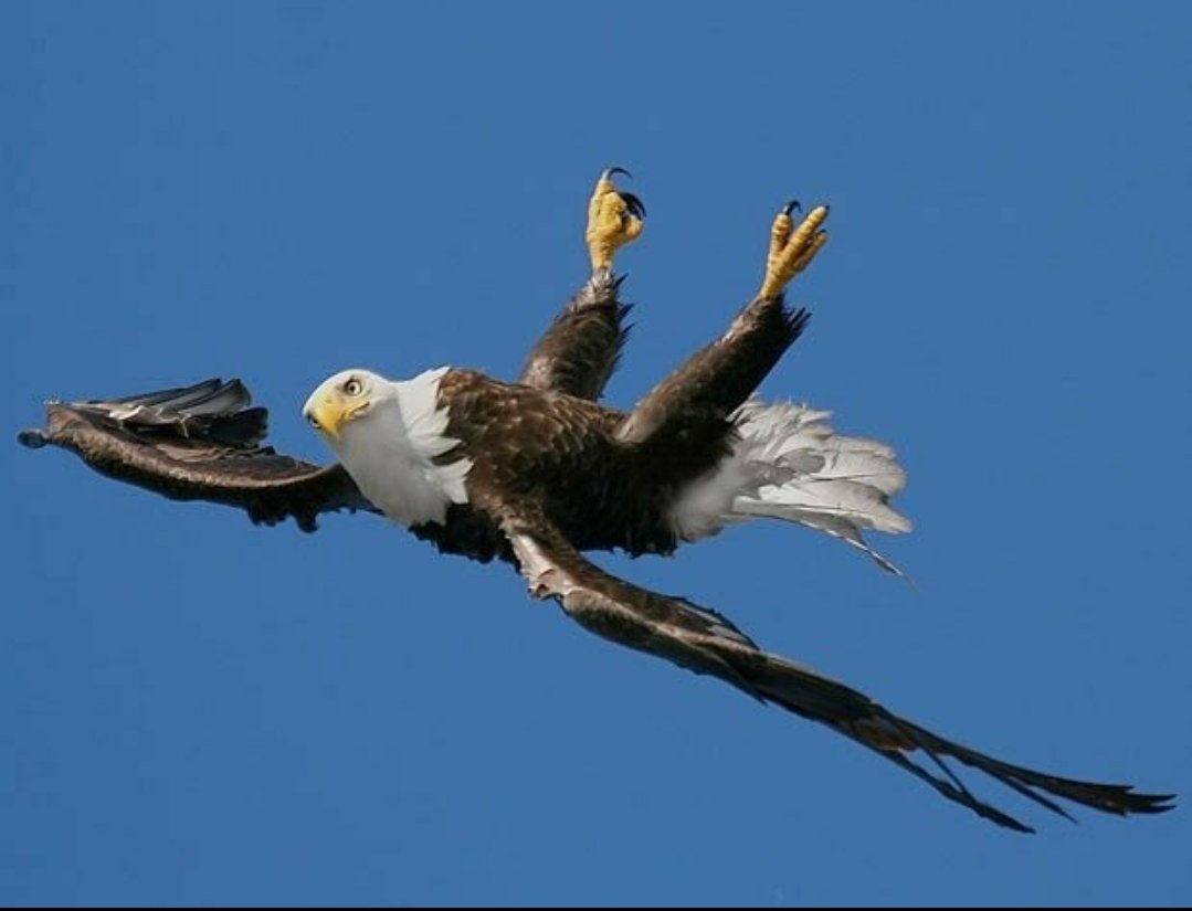 Белоголовый Орлан лапы