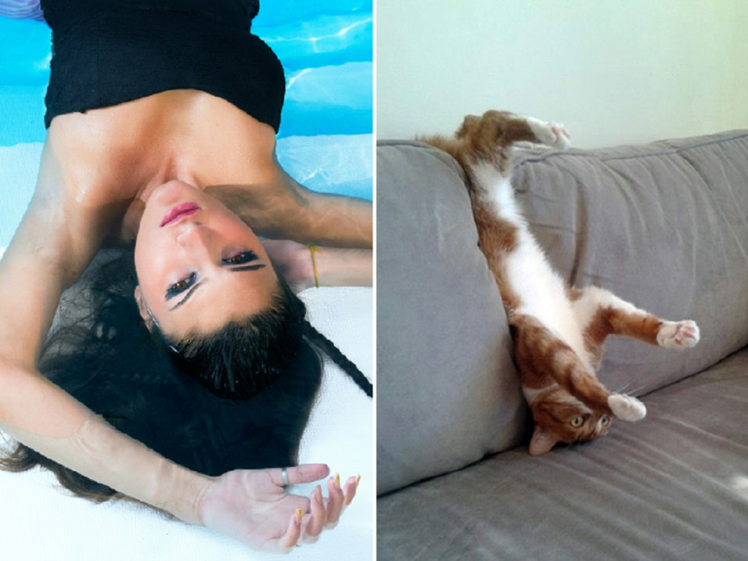 Котик вверх ногами