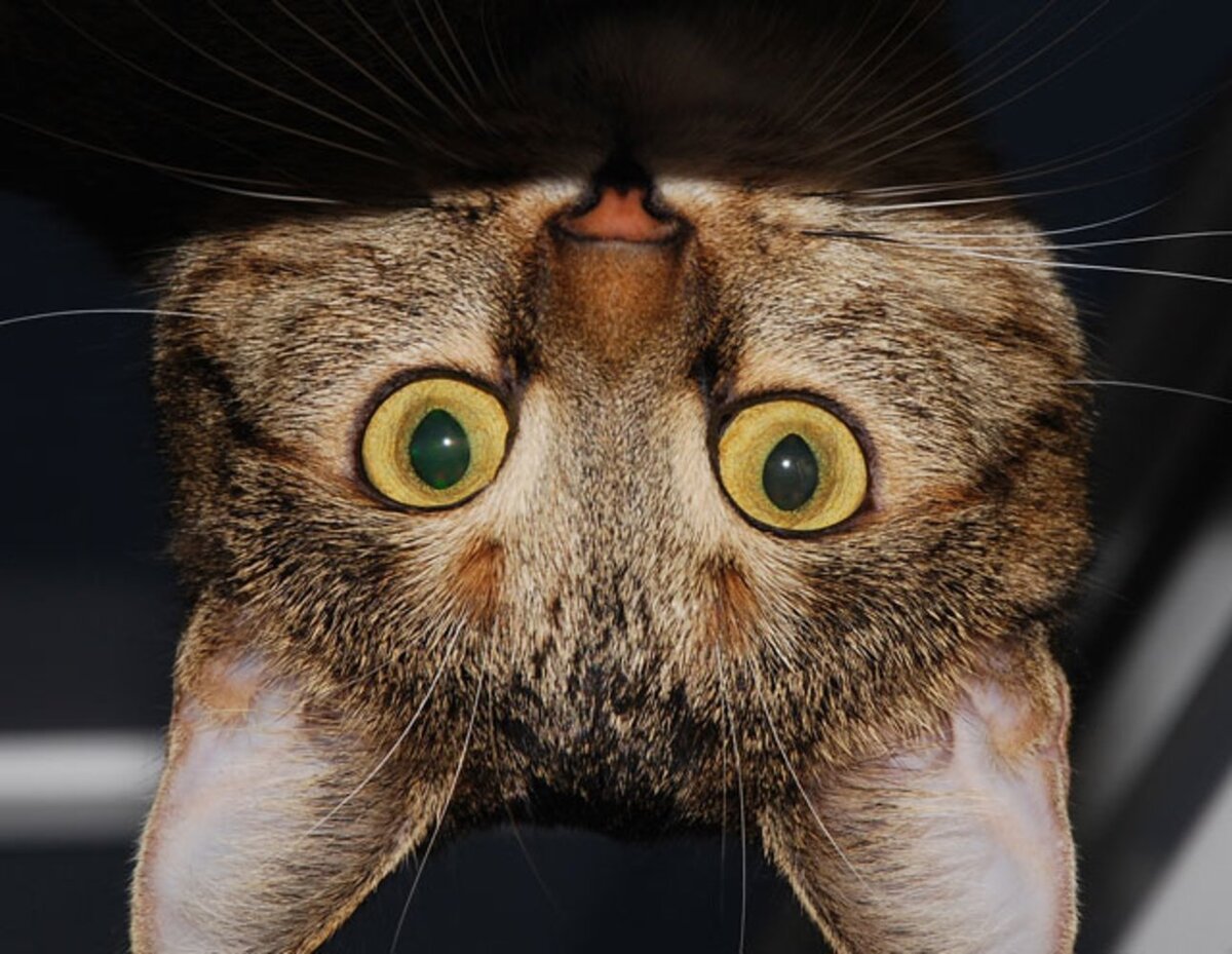 Животные вверх ногами