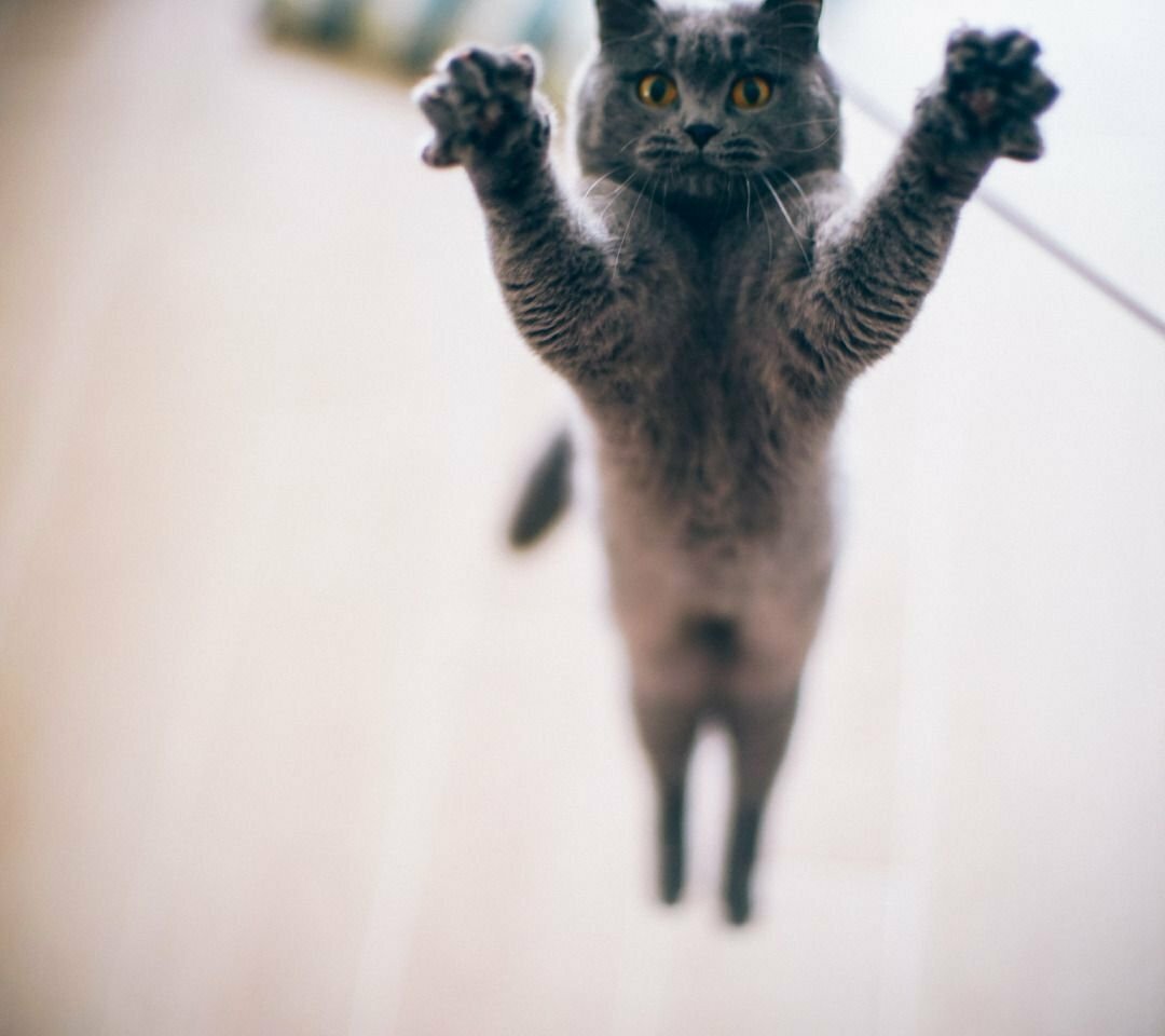 Растопыренная лапа кота