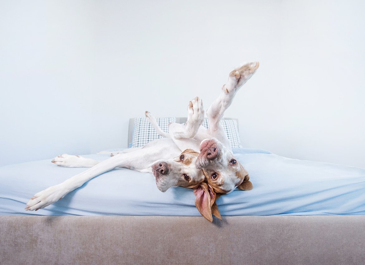 Собака лежит лапами кверху