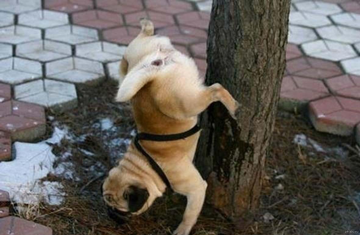 Собака помечает территорию