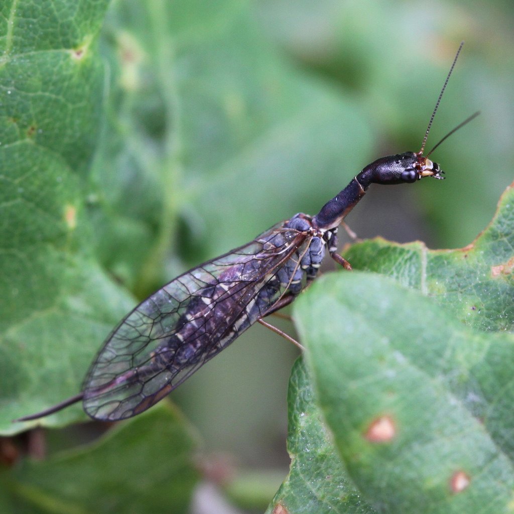 Насекомые Сибири