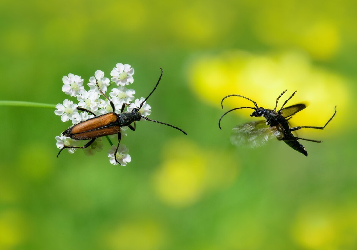 Жук усач летает