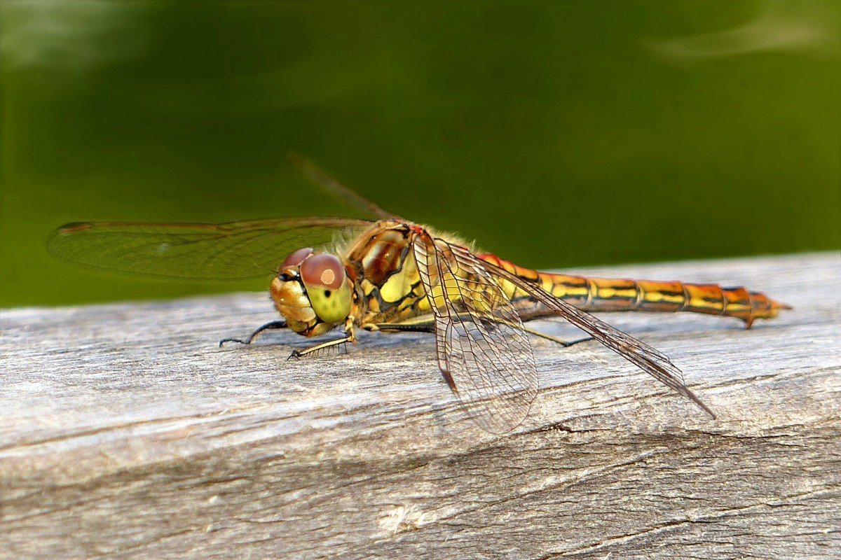 Летающие насекомые Подмосковья фото