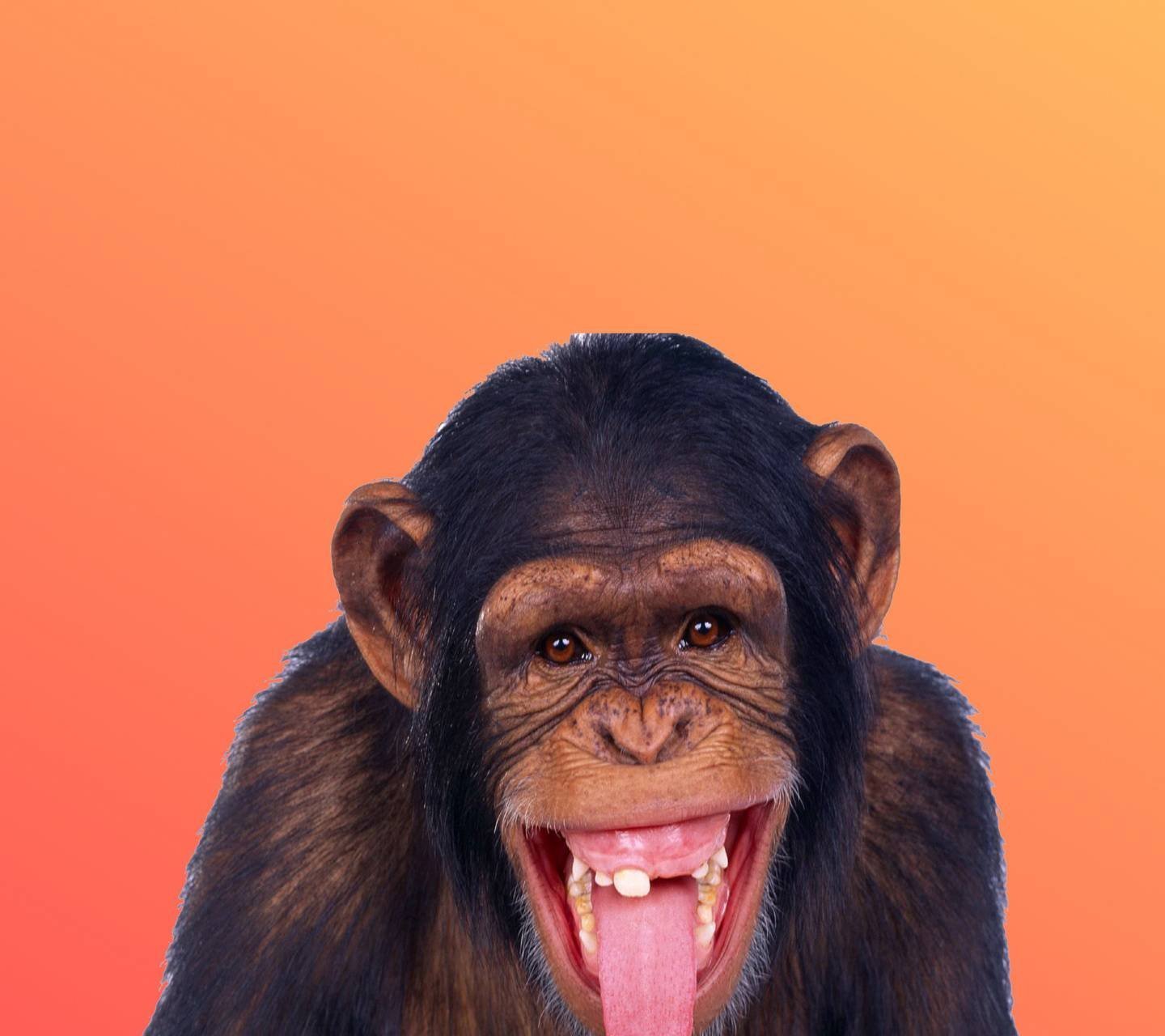 Мемные обезьяны. Маймун маймун. Сумасшедшие обезьяны. Безумная обезьяна. Злая обезьяна.