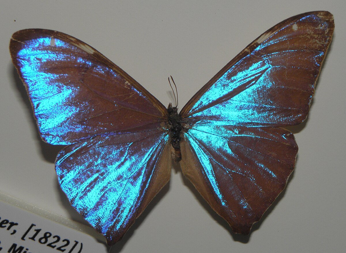 Морфо адонис бабочка