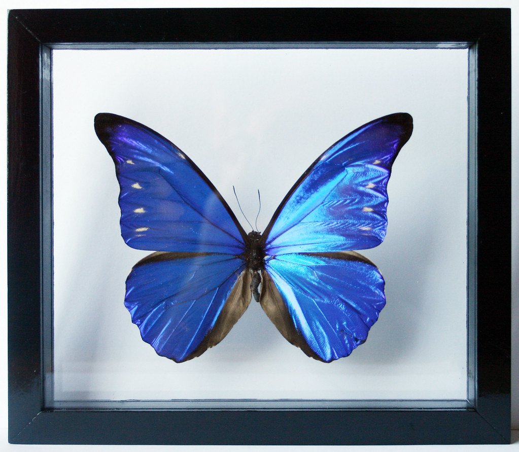 Бабочка Морфо Ритиного