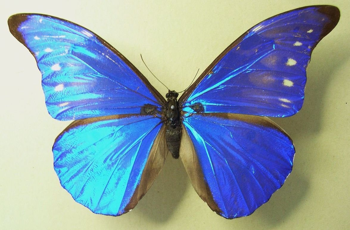 Морфо Ретенор