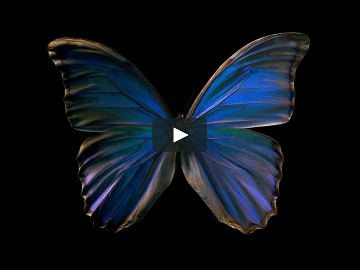 Morpho godarti