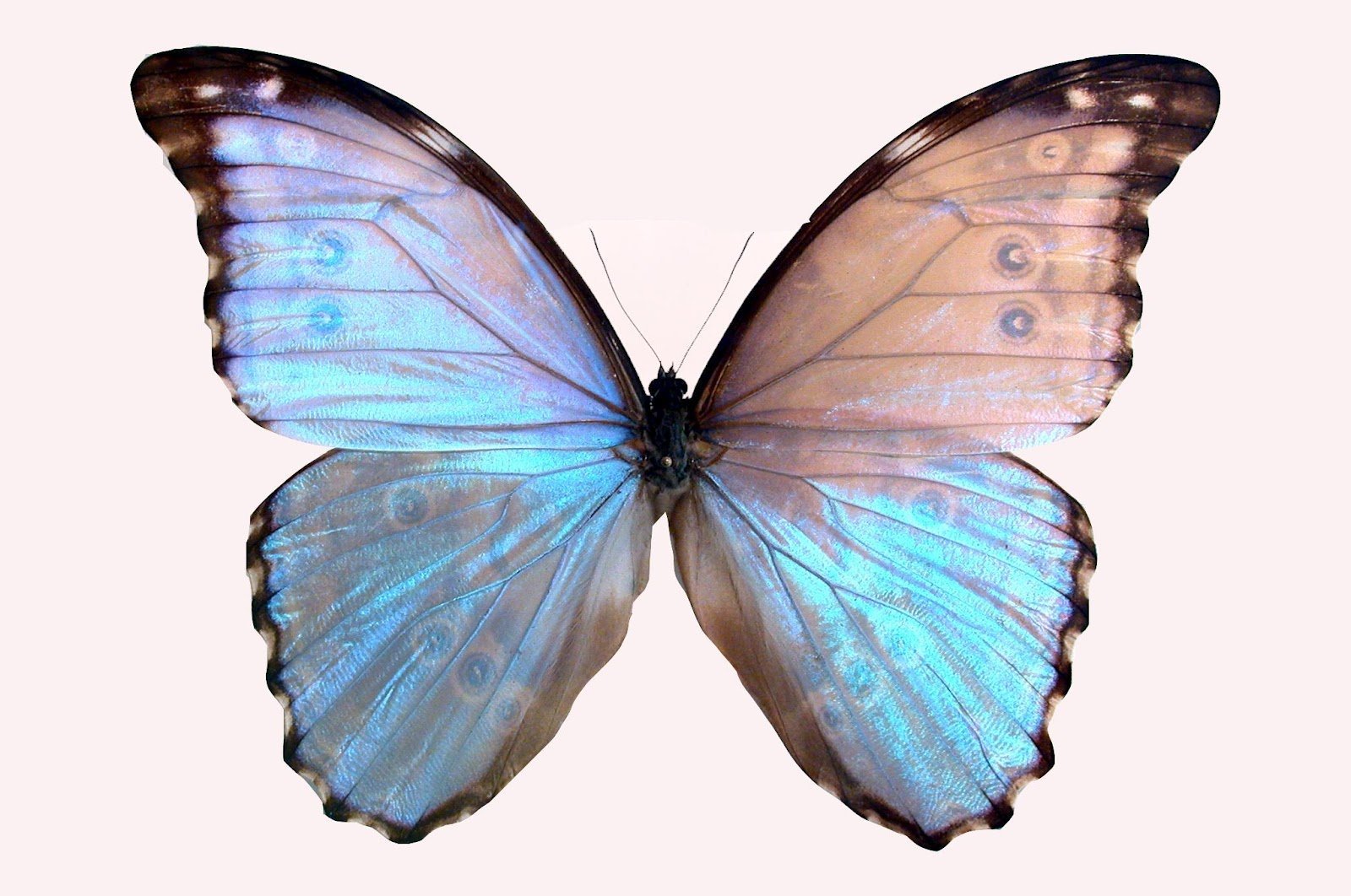 Лепесток крыло бабочки. Morpho Didius бабочка. Красивые бабочки. Крылья бабочки. Бабочки на белом фоне.