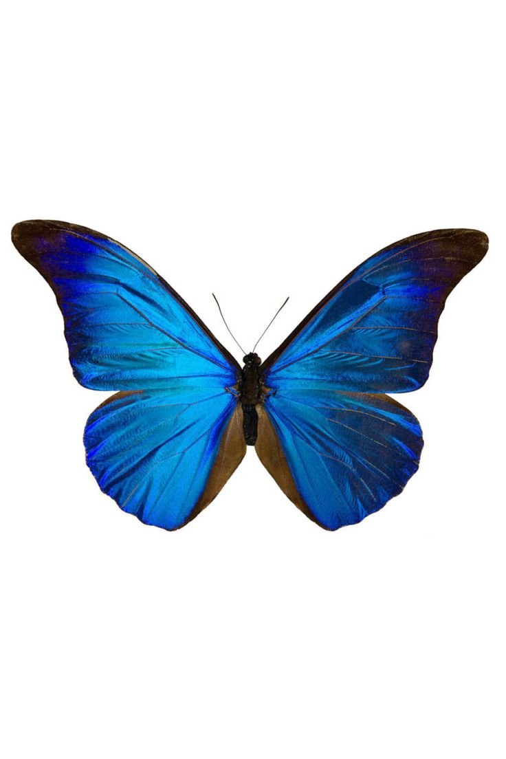 Синяя бабочка с боку
