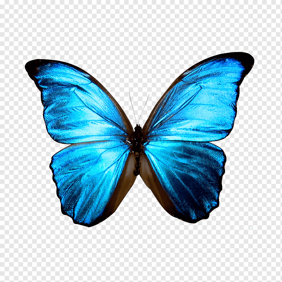 Голубой Морфо (Blue Morpho)