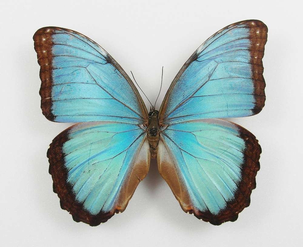 Morpho helenor