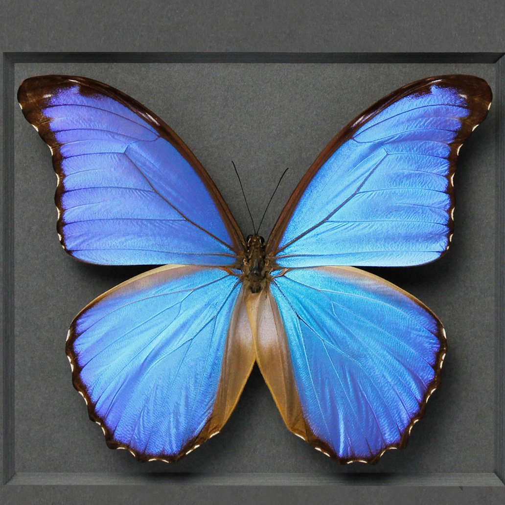 Морфо Дидиус