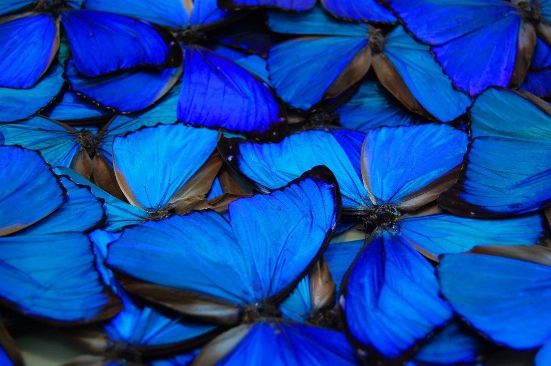 Много синих бабочек