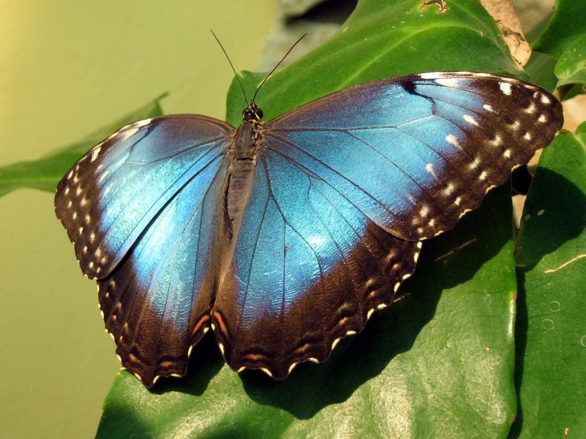 Morpho Didius бабочка