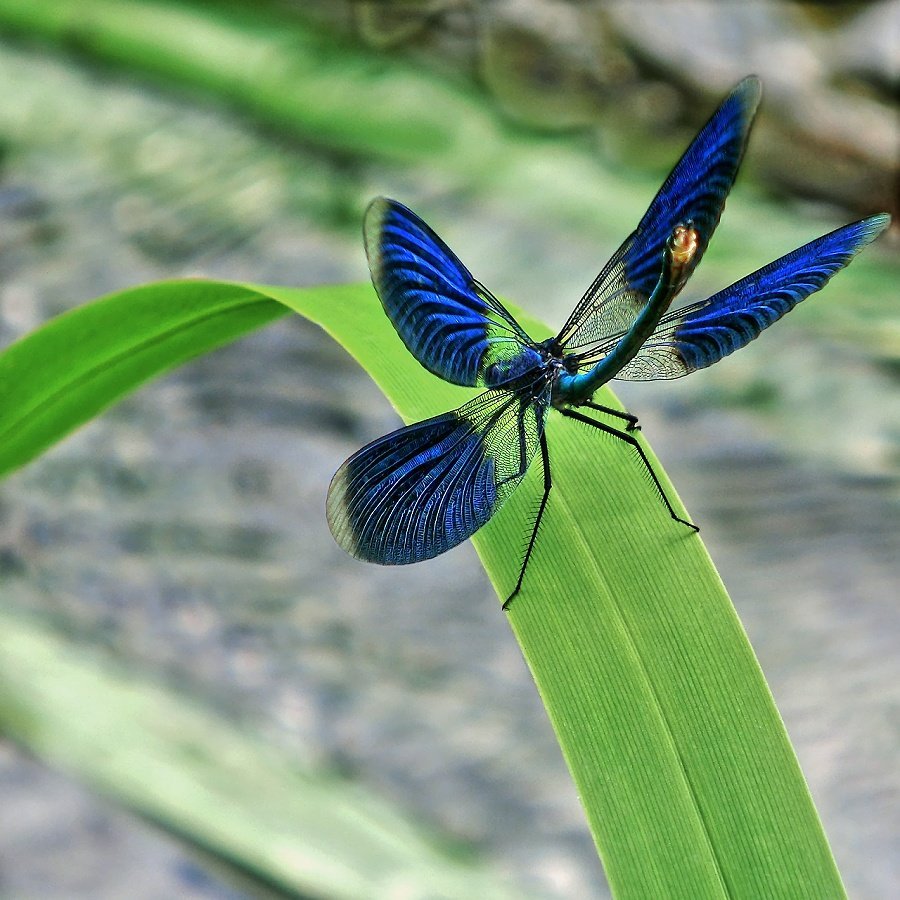 Красотка блестящая (Calopteryx splendens)