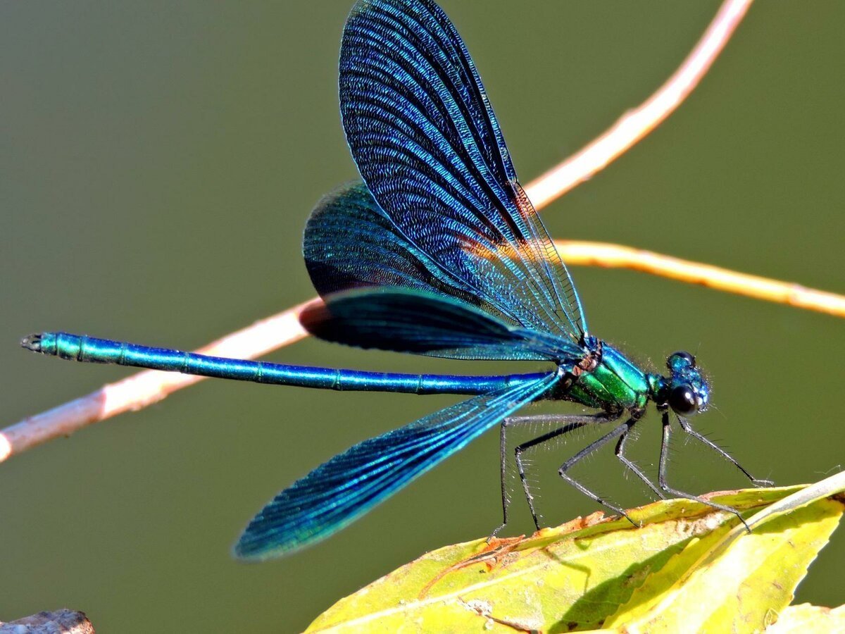 Стрекоза Радужница