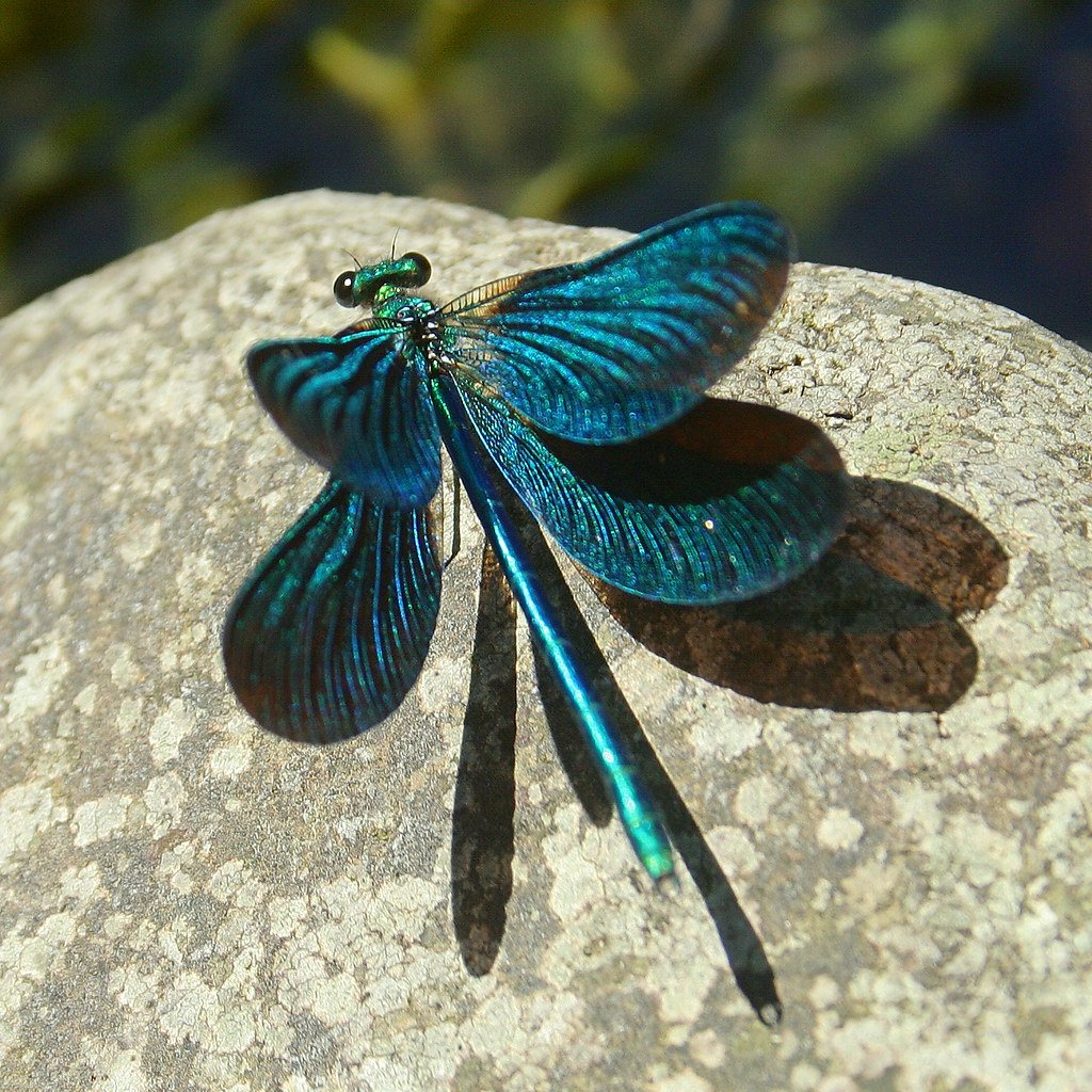 Синяя Стрекоза