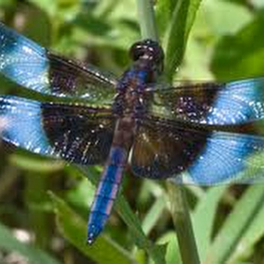 Стрекоза голубая Речная