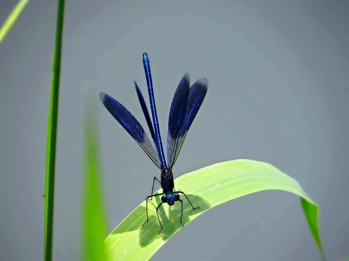Михаил пришвин голубая Стрекоза