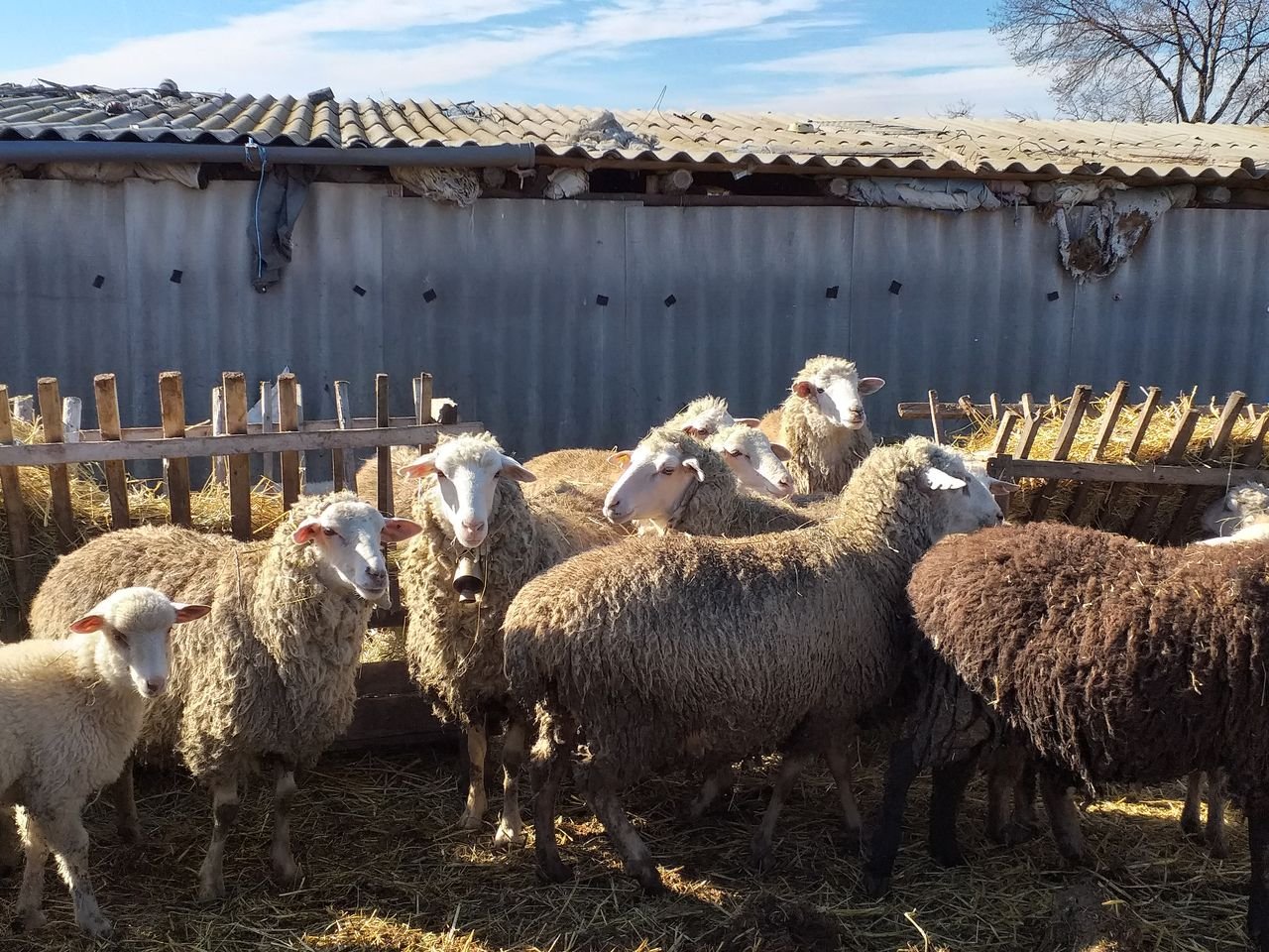 Куплю овец ягнят. Овцеводство в Башкирии. Овцеводство в Чувашии. Овцы на продажу. Бараны на продажу.