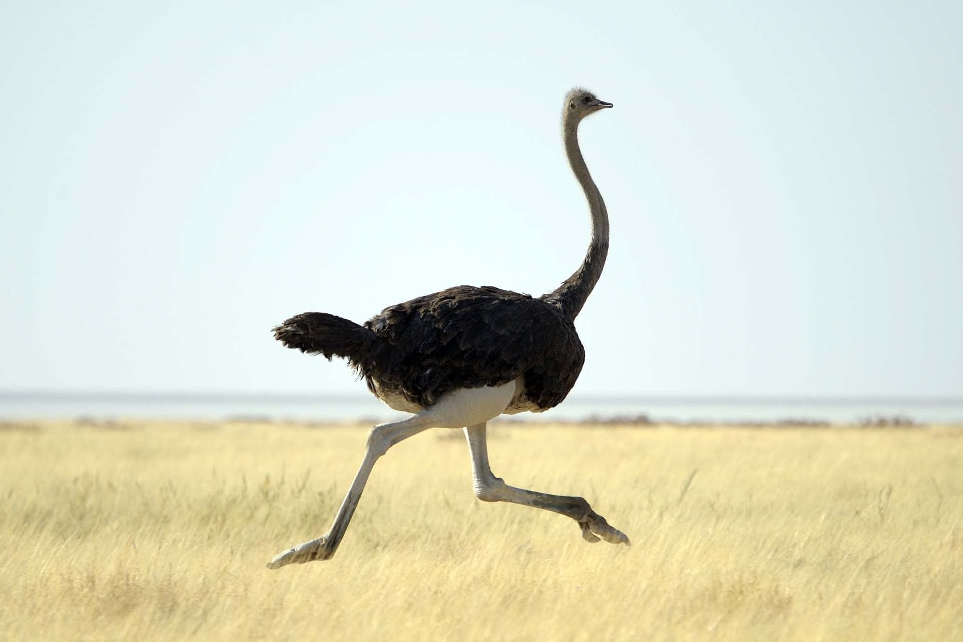 Самый большой страус. Африканский страус. Африканский страус Африканский страус. Африканский страус в саванне. Африканский страус самая большая птица в мире.