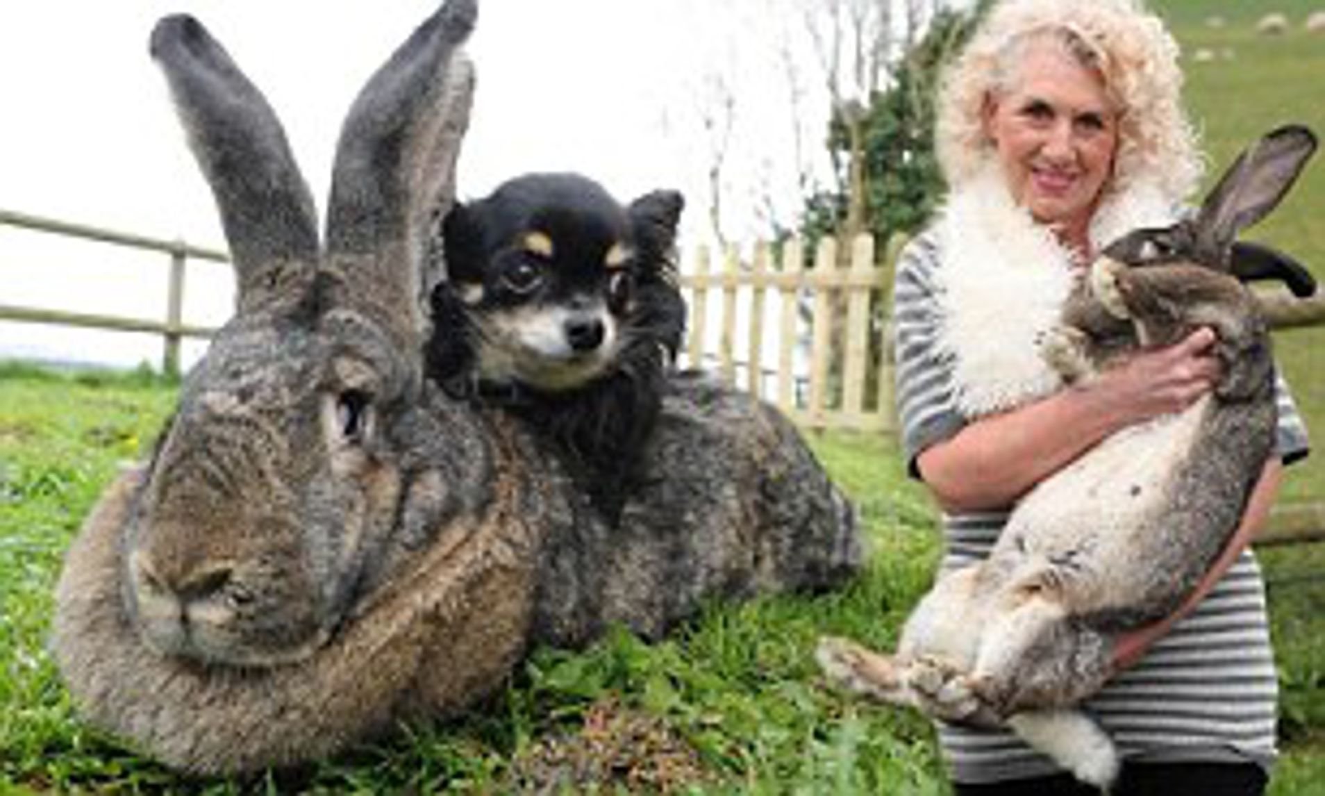 Сколько всего живут кролики. Кролик Дариус. Фландр кролик самый большой в мире. Дариус - самый большой кролик в мире. Фламандский гигантский кролик.
