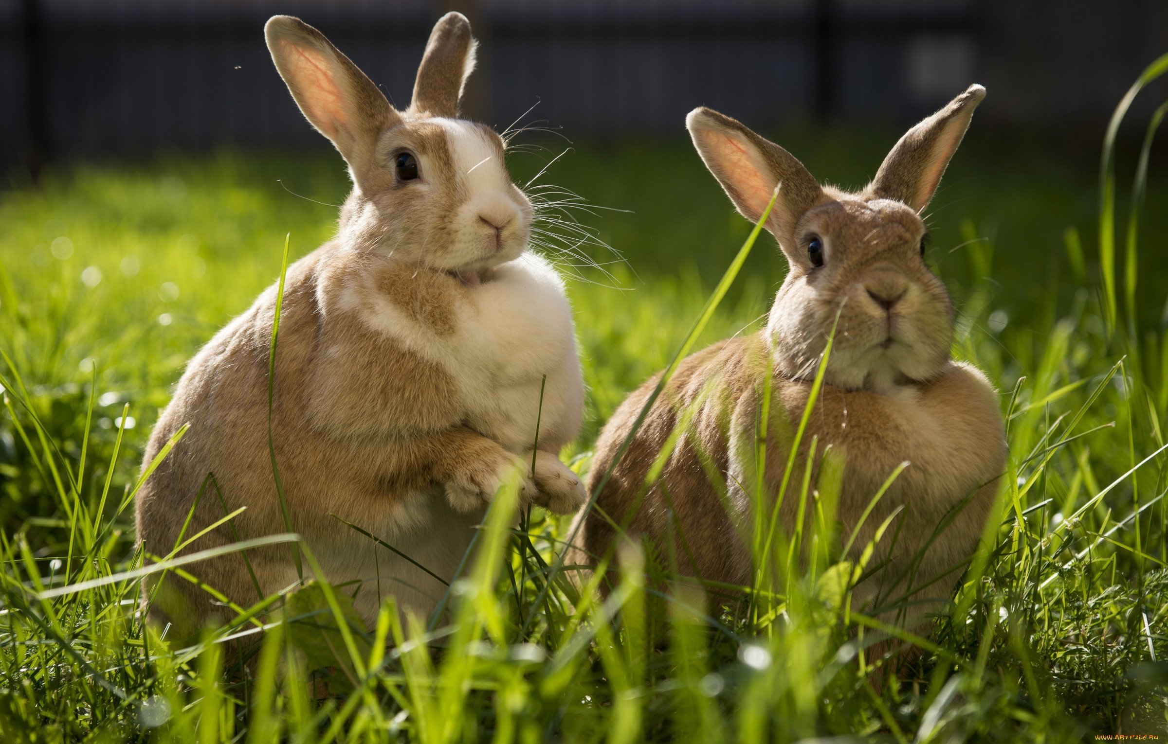 Видео где кролик. Красивый кролик. Два кролика. Заяц и зайчиха. Заяц с зайчонком.